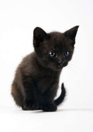 The catの写真素材