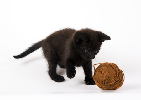 The catの写真素材