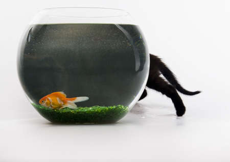 Black cat & Gold fishの写真素材