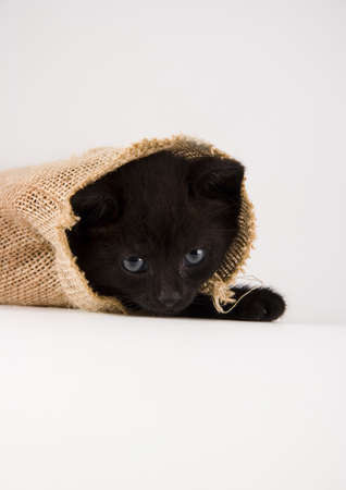 The catの写真素材