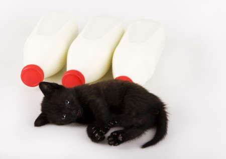 Cat & Milkの写真素材