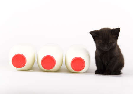 Cat & Milkの写真素材