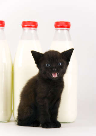 Black Cat & Milkの写真素材