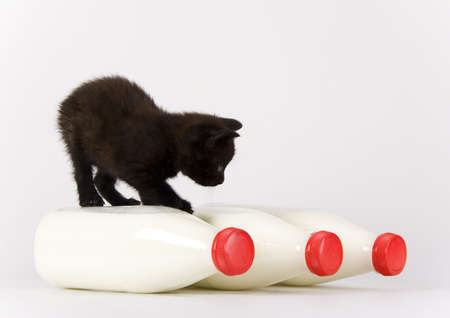 Black Cat & Milkの写真素材