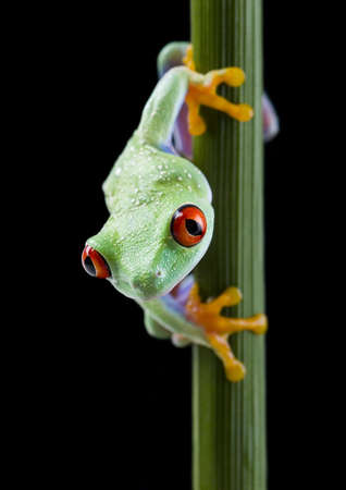 Frogの写真素材