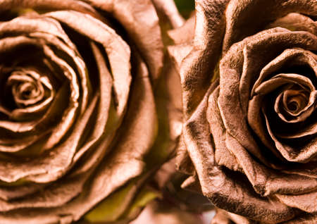 Rosesの写真素材