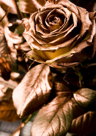 Roseの写真素材