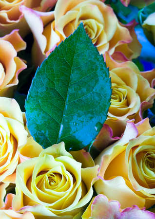  flowersの写真素材