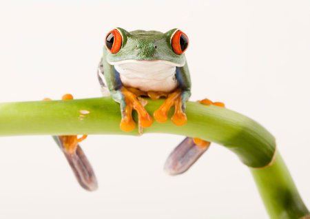 Tree frog