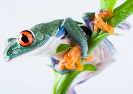 Tree frog