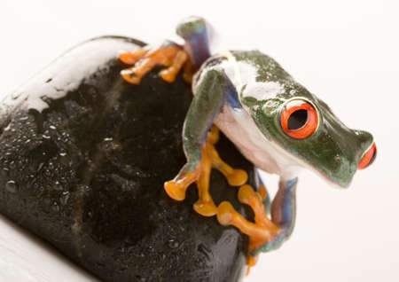 Crazy frogの写真素材