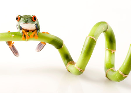 Red eyed tree frog