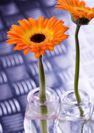 Flowersの写真素材