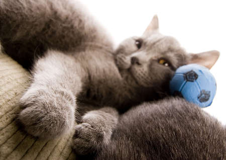 Kittyの写真素材