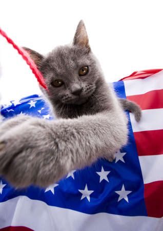 Cat on flag   の写真素材