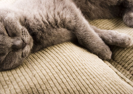 Sleepy cat