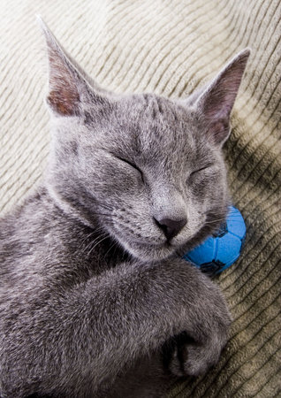 Sleepy catの写真素材