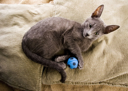 Happy catの写真素材