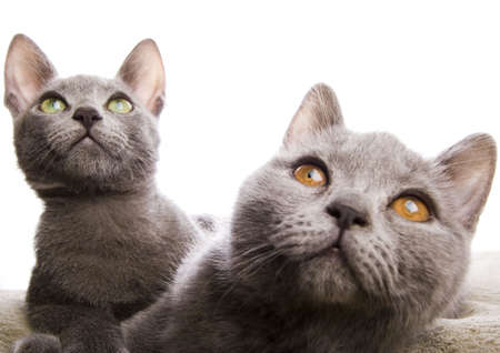 Cats の写真素材