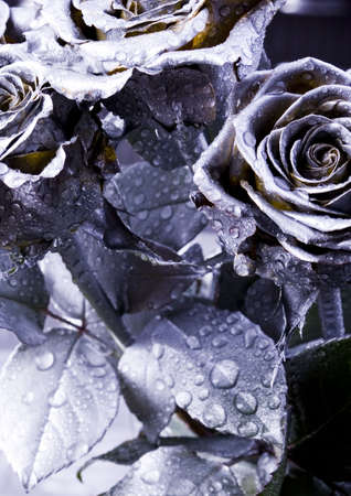 Rosesの写真素材