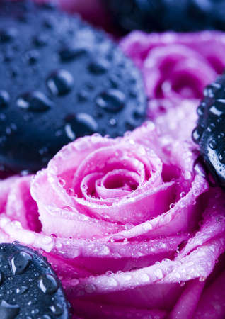Zen rosesの写真素材