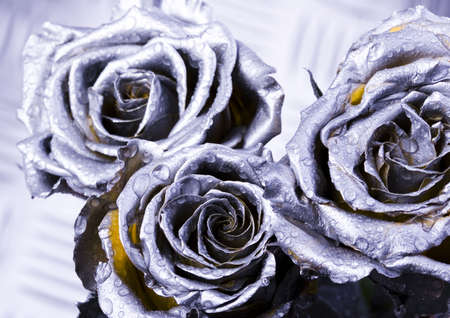 Rosesの写真素材