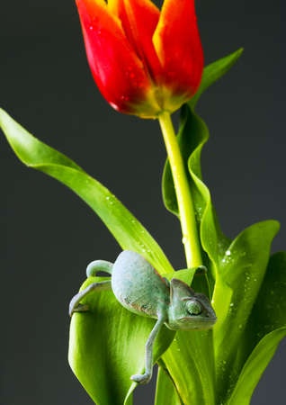Chameleon in tulipの写真素材