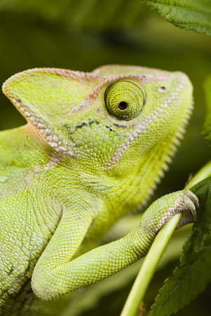 Lizardの写真素材