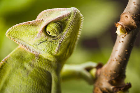 Chameleon on the leafの写真素材