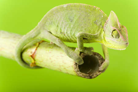 Chameleonの写真素材