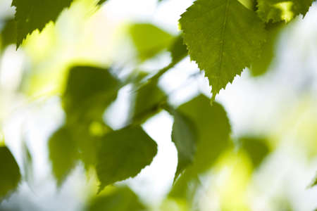 Colorful leafの写真素材