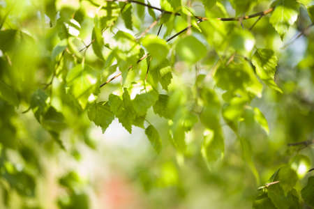 Leaves backgroundの写真素材