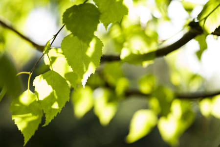 Leaves backgroundの写真素材