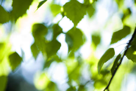 Leaves backgroundの写真素材