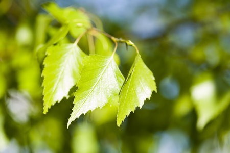 Closeup leaf 