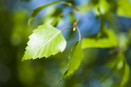 Leavesの写真素材