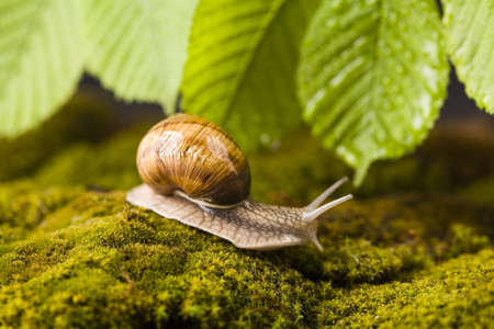 Shell & Snail の写真素材