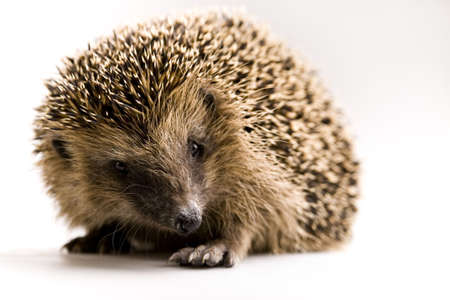 Hedgehogの写真素材