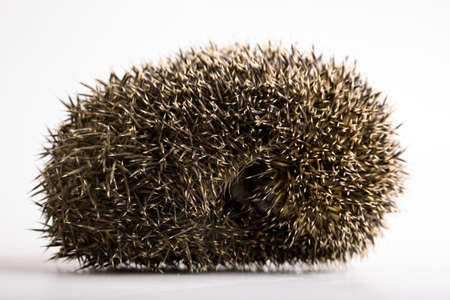 Hedgehog Sleepingの写真素材