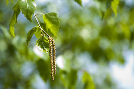 Leavesの写真素材