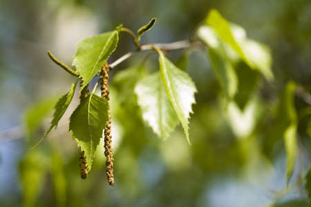 Green leavesの写真素材