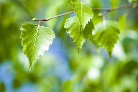 Green backgroundの写真素材