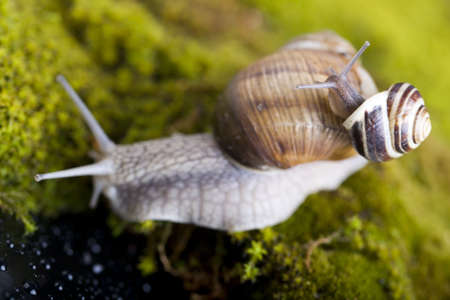Snail  の写真素材
