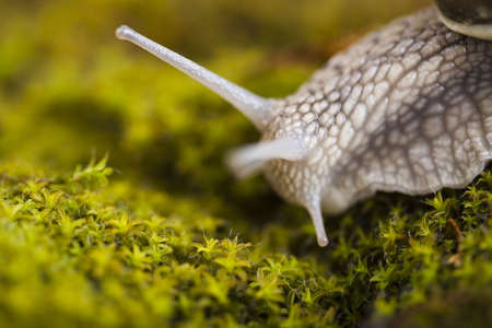 Snail on mossの写真素材