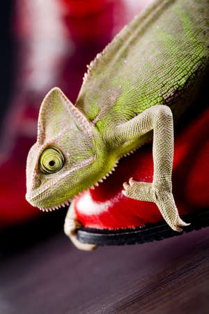 Red boot & Chameleonの写真素材