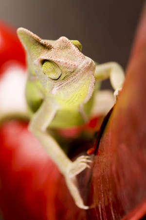 Lizardの写真素材