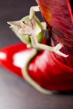 Red boot & Chameleon の写真素材