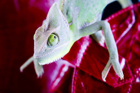 Chameleon on red boot  の写真素材