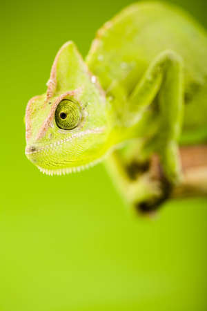 Lizardの写真素材