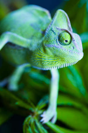 Chameleon on the leafの写真素材